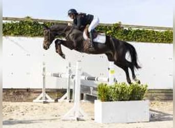 Belgisches Warmblut, Hengst, 3 Jahre, 166 cm, Dunkelbrauner