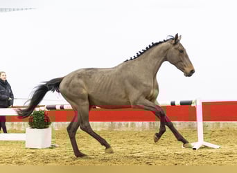 Belgisch Warmbloed, Hengst, 3 Jaar, 166 cm