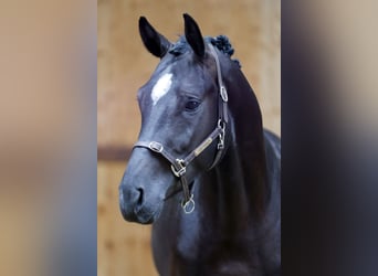 Belgisch Warmbloed, Hengst, 3 Jaar, 167 cm, Zwart