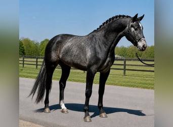 Belgisch Warmbloed, Hengst, 3 Jaar, 168 cm, Schimmel
