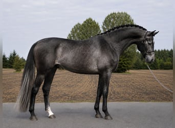 Belgisch Warmbloed, Hengst, 3 Jaar, 168 cm, Schimmel