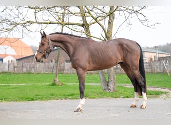 Belgisch Warmbloed, Hengst, 3 Jaar, 168 cm