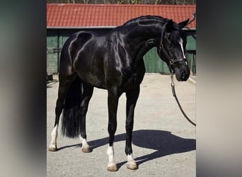 Belgisch Warmbloed, Hengst, 3 Jaar, 168 cm, Zwart