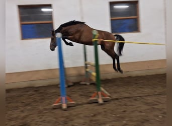 Belgisch Warmbloed, Hengst, 3 Jaar, 169 cm, Bruin