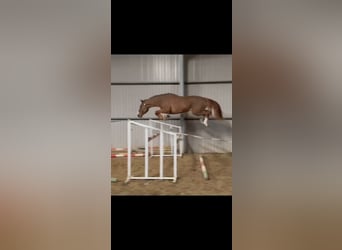 Belgisch Warmbloed, Hengst, 3 Jaar, 169 cm