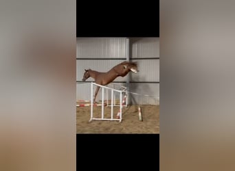 Belgisch Warmbloed, Hengst, 3 Jaar, 169 cm