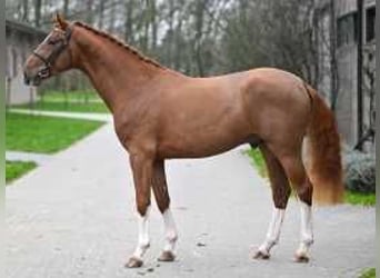 Belgisch Warmbloed, Hengst, 3 Jaar, 170 cm, Donkere-vos