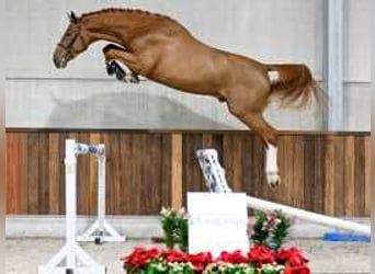 Belgisch Warmbloed, Hengst, 3 Jaar, 170 cm, Donkere-vos