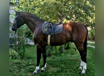 Belgisch Warmbloed, Hengst, 3 Jaar, 170 cm, Roodbruin