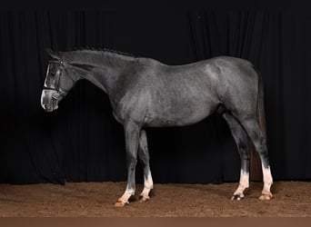 Belgisch Warmbloed, Hengst, 3 Jaar, 170 cm, Schimmel