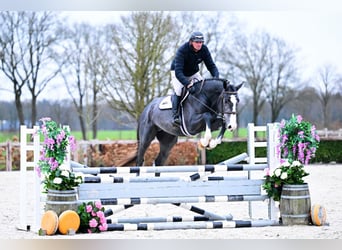 Belgisch Warmbloed, Hengst, 3 Jaar, 170 cm, Schimmel