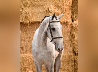 Belgisch Warmbloed, Hengst, 3 Jaar, 170 cm