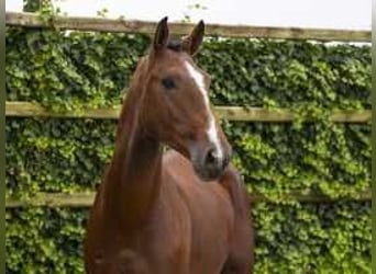 Belgisches Warmblut, Hengst, 3 Jahre, 173 cm, Brauner