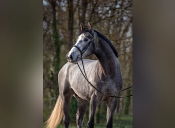 Belgisch Warmbloed, Hengst, 3 Jaar, 173 cm