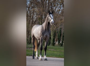 Belgisch Warmbloed, Hengst, 3 Jaar, 173 cm