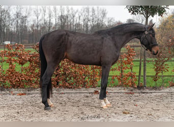 Belgisch Warmbloed, Hengst, 3 Jaar, Donkerbruin