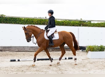Belgisch Warmbloed, Hengst, 4 Jaar, 165 cm, Vos
