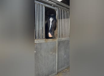 Belgisch Warmbloed, Hengst, 4 Jaar, 165 cm, Zwartbruin