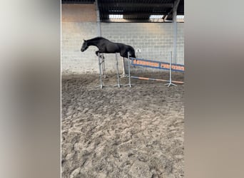 Belgisch Warmbloed, Hengst, 4 Jaar, 165 cm, Zwartbruin