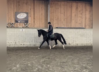 Belgisch Warmbloed, Hengst, 4 Jaar, 165 cm, Zwartbruin