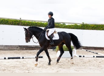 Belgisch Warmbloed, Hengst, 4 Jaar, 167 cm, Donkerbruin