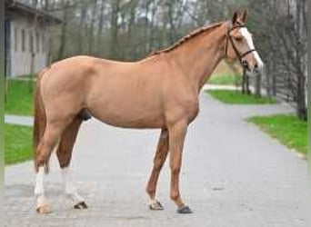 Belgisch Warmbloed, Hengst, 4 Jaar, 167 cm, Donkere-vos