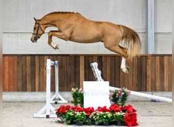 Belgisch Warmbloed, Hengst, 4 Jaar, 167 cm, Donkere-vos