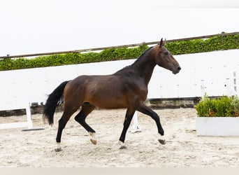 Belgisch Warmbloed, Hengst, 4 Jaar, 169 cm, Bruin