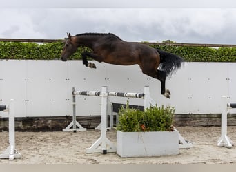Belgisch Warmbloed, Hengst, 4 Jaar, 169 cm, Bruin