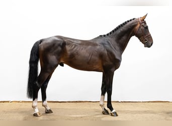 Belgisch Warmbloed, Hengst, 4 Jaar, 170 cm, Donkerbruin