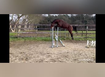 Belgisch Warmbloed, Hengst, 4 Jaar, 171 cm, Bruin