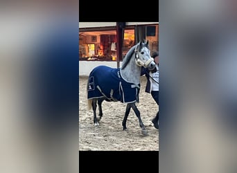 Belgisch Warmbloed, Hengst, 5 Jaar, 142 cm, Appelschimmel