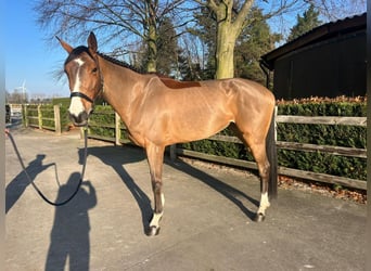 Belgisch Warmbloed, Hengst, 5 Jaar, 170 cm, Bruin