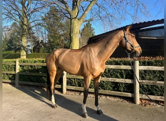 Belgisch Warmbloed, Hengst, 5 Jaar, 170 cm, Bruin