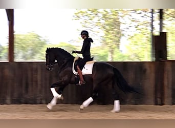 Belgisch Warmbloed, Hengst, 5 Jaar, 170 cm, Donkerbruin