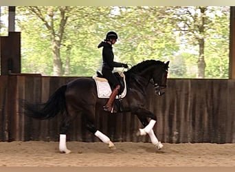 Belgisch Warmbloed, Hengst, 5 Jaar, 170 cm, Donkerbruin