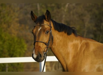 Belgisch Warmbloed, Hengst, 5 Jaar