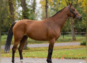 Belgisch Warmbloed, Hengst, 8 Jaar, 165 cm, Donkerbruin