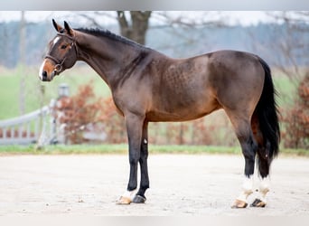 Belgisch Warmbloed, Hengst, 9 Jaar, 167 cm, Bruin