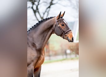 Belgisch Warmbloed, Hengst, 9 Jaar, 167 cm, Bruin