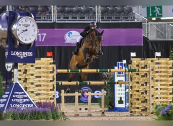 Belgisch Warmbloed, Hengst, 19 Jaar, 169 cm, Bruin