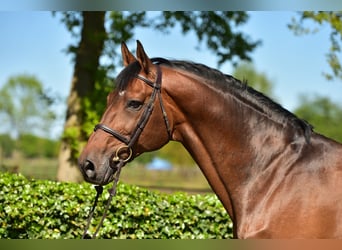 Belgisch Warmbloed, Hengst, 19 Jaar, 169 cm, Bruin