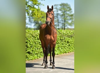 Belgisch Warmbloed, Hengst, 19 Jaar, 169 cm, Bruin