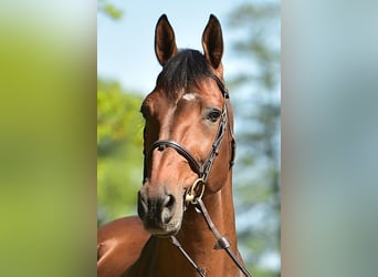 Belgisch Warmbloed, Hengst, 19 Jaar, 169 cm, Bruin