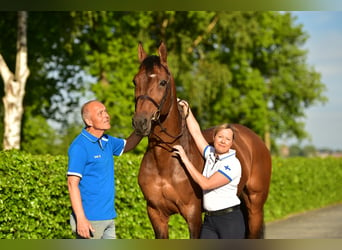 Belgisch Warmbloed, Hengst, 19 Jaar, 169 cm, Bruin