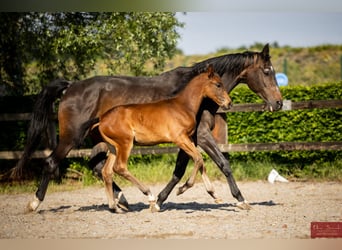 Belgisch Warmbloed, Hengst, Veulen (03/2026), Bruin