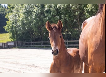 Belgisch Warmbloed, Hengst, , Bruin