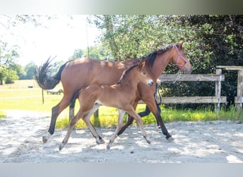 Belgisch Warmbloed, Hengst, , Bruin