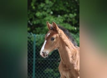 Belgisch Warmbloed, Hengst, , Bruin