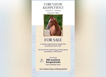 Belgisch Warmbloed, Hengst, Veulen (04/2026), Bruin